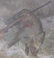 2024.11.14_-_Wildschwein_vom_Rabenwald
